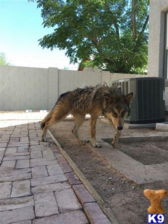 azwolfdogs Picture 3